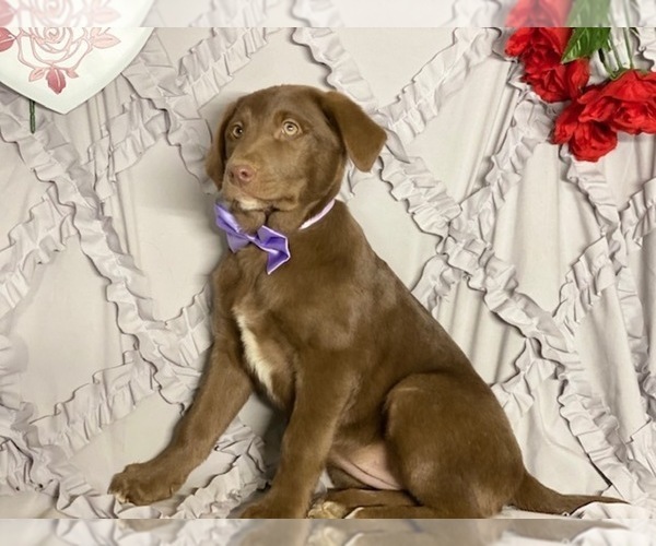 Medium Photo #4 Sheprador Puppy For Sale in LANCASTER, PA, USA