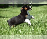 Small #5 Miniature Australian Shepherd