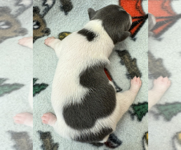 Medium Photo #6 Rat Terrier Puppy For Sale in WHITAKERS, NC, USA