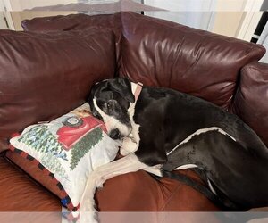 Great Dane Dogs for adoption in Wylie, TX, USA