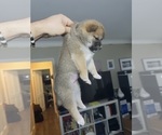 Small #7 Shiba Inu