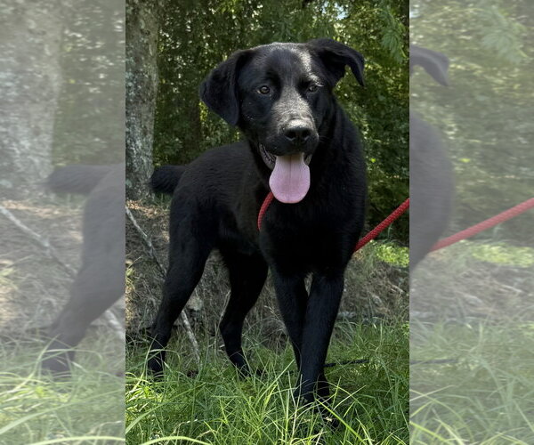 Medium Photo #4 Labrador Retriever-Unknown Mix Puppy For Sale in Wetumpka, AL, USA