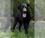Small #3 Labrador Retriever Mix