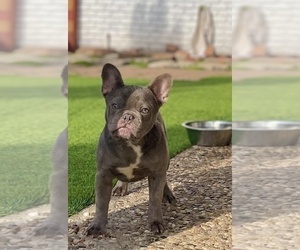 French Bulldog Puppy for sale in HOUSTON, TX, USA