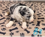 Small #12 Australian Shepherd