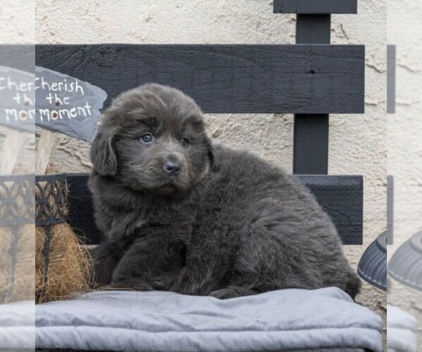 Medium Photo #10 Newfoundland Puppy For Sale in KINZERS, PA, USA