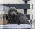 Small Photo #10 Newfoundland Puppy For Sale in KINZERS, PA, USA