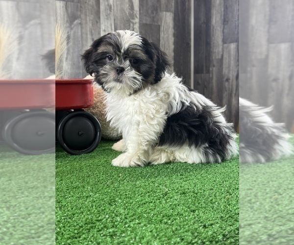 Medium Photo #4 Shih Tzu Puppy For Sale in CANOGA, NY, USA