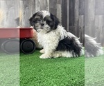 Small #3 Shih Tzu