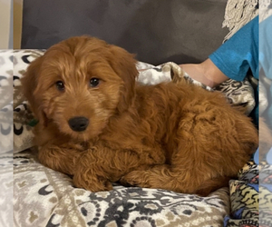 Goldendoodle (Miniature) Puppy for sale in GIRARD, IL, USA