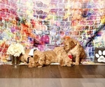 Small Photo #7 Goldendoodle Puppy For Sale in LAKE MARY, FL, USA