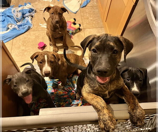 Medium Photo #15 American Staffordshire Terrier-Labrador Retriever Mix Puppy For Sale in Dana Point, CA, USA