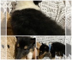 Small Photo #1 Collie Puppy For Sale in BENNETTSVILLE, SC, USA
