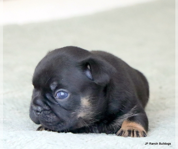Medium Photo #3 French Bulldog Puppy For Sale in WINNSBORO, TX, USA