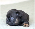 Small Photo #3 French Bulldog Puppy For Sale in WINNSBORO, TX, USA