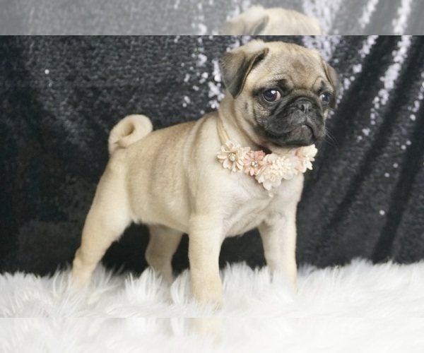 Medium Photo #5 Pug Puppy For Sale in WARSAW, IN, USA