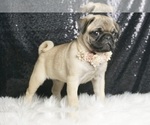 Small Photo #5 Pug Puppy For Sale in WARSAW, IN, USA