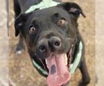 Small Labrador Retriever Mix