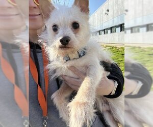 Mutt Dogs for adoption in Morganville, NJ, USA