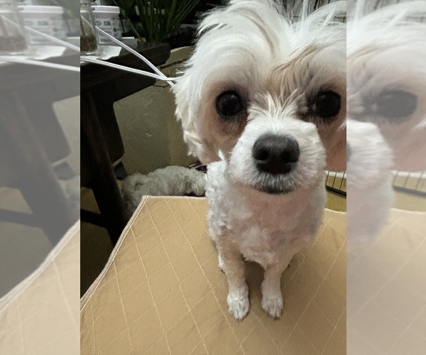 Medium Photo #1 Maltese Puppy For Sale in HARVEST, AL, USA