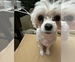 Small Photo #1 Maltese Puppy For Sale in HARVEST, AL, USA