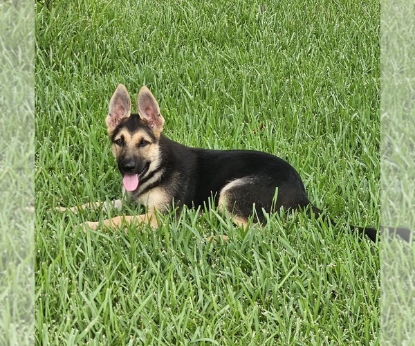 Medium Photo #2 German Shepherd Dog Puppy For Sale in NAVASOTA, TX, USA