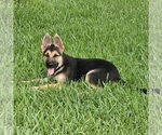 Small #1 German Shepherd Dog
