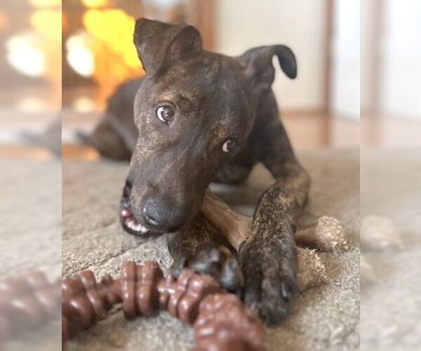 Medium Photo #4 Plott Hound-Unknown Mix Puppy For Sale in Mount Airy, NC, USA