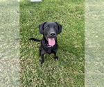 Small #1 Labrador Retriever Mix