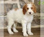 Small Photo #3 Goldendoodle Puppy For Sale in RONKS, PA, USA