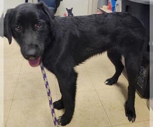 Labrador Retriever-Unknown Mix Dogs for adoption in San Andreas, CA, USA