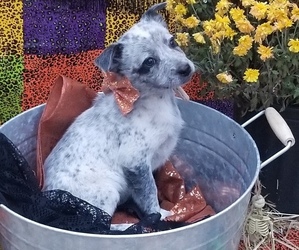 Border-Aussie Puppy for sale in HUDSON, NC, USA