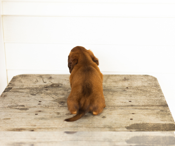 Medium Photo #4 Dachshund Puppy For Sale in MILFORD, IN, USA