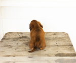 Small #3 Dachshund