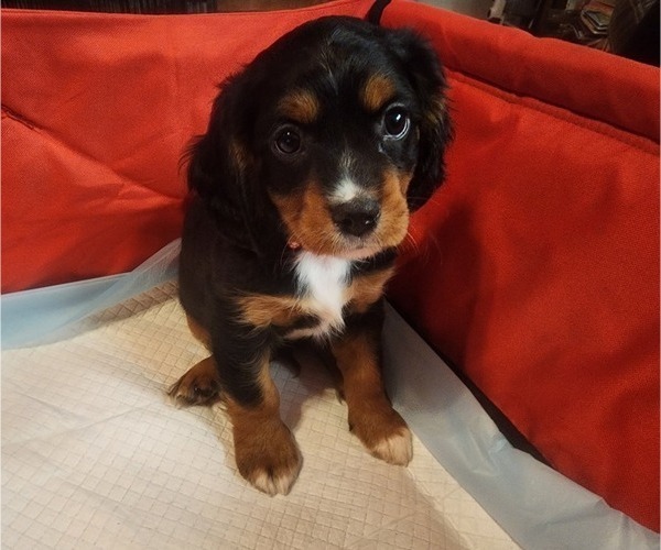 Medium Photo #4 Aussalier Puppy For Sale in ATHOL, ID, USA