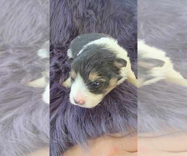 Medium Photo #7 Pomsky Puppy For Sale in VERNAL, UT, USA