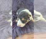 Small Photo #7 Pomsky Puppy For Sale in VERNAL, UT, USA