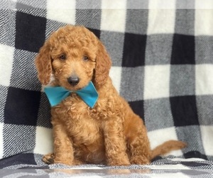 Goldendoodle-Poodle (Miniature) Mix Puppy for sale in LAKELAND, FL, USA