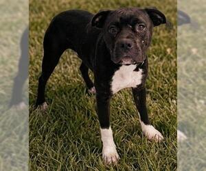 Mutt Dogs for adoption in Akron, OH, USA