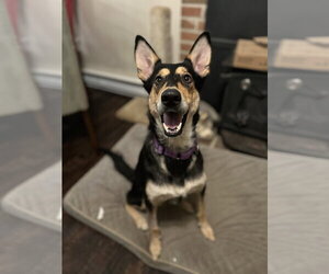 Collie-German Shepherd Dog Mix Dogs for adoption in Lancaster, PA, USA