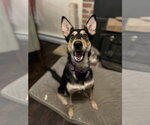 Small Collie-German Shepherd Dog Mix