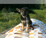 Small Photo #6 German Shepherd Dog Puppy For Sale in PIEDMONT, MO, USA