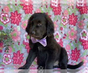 Anatolian Shepherd-Golden Retriever Mix Puppy for sale in LANCASTER, PA, USA
