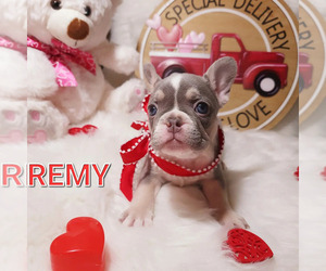 French Bulldog Puppy for sale in BAKERSFIELD, CA, USA