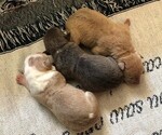 Small Photo #1 American Pit Bull Terrier Puppy For Sale in FAYETTEVILLE, NC, USA