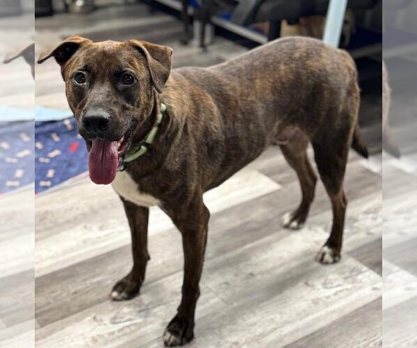 Medium Photo #2 Shepradors Puppy For Sale in Yardley, PA, USA