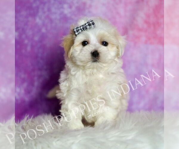 Medium Photo #44 Maltipoo (Miniature) Puppy For Sale in WARSAW, IN, USA