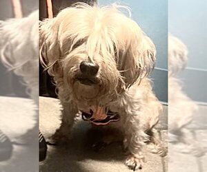 Cairn Terrier Dogs for adoption in Houston, TX, USA