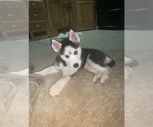 Siberian Husky Puppy for sale in PROVIDENCE FORGE, VA, USA