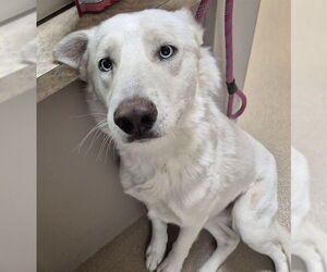 Siberian Husky Dogs for adoption in Decatur, IL, USA